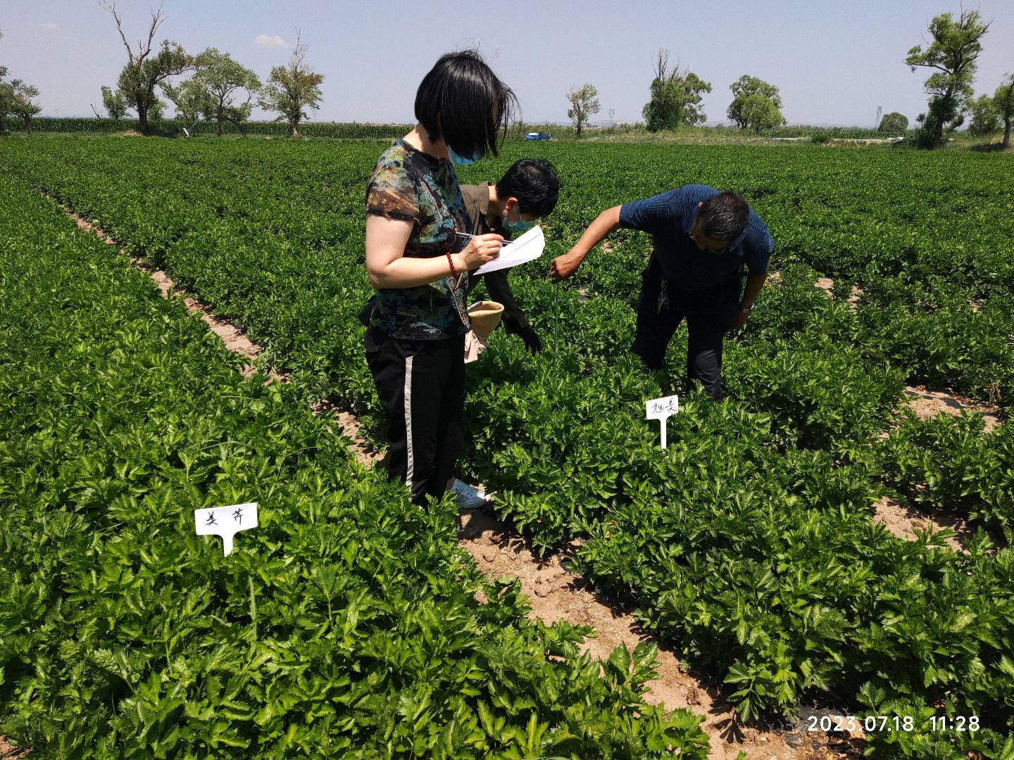 蔬菜科技特派员团队开展西芹新品种种植试验