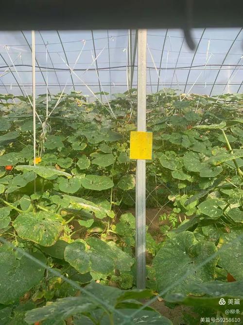 绿禾源农场新劳动教育实践活动